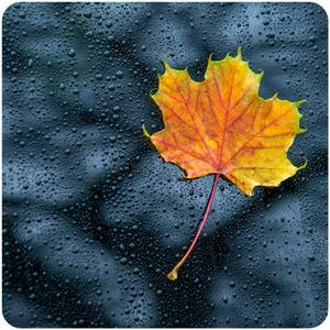 Listen to NATURE RADIO RAIN in the App