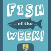 undefined Fish of the Week!