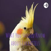 Podcast What You Should Know about Cockatiels