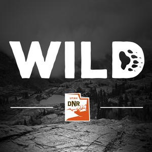 Listen to Wild in the App